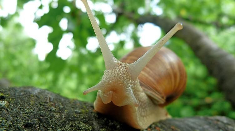 Ancora una specie “aliena” invasiva: lumache pericolose sono arrivate in Europa