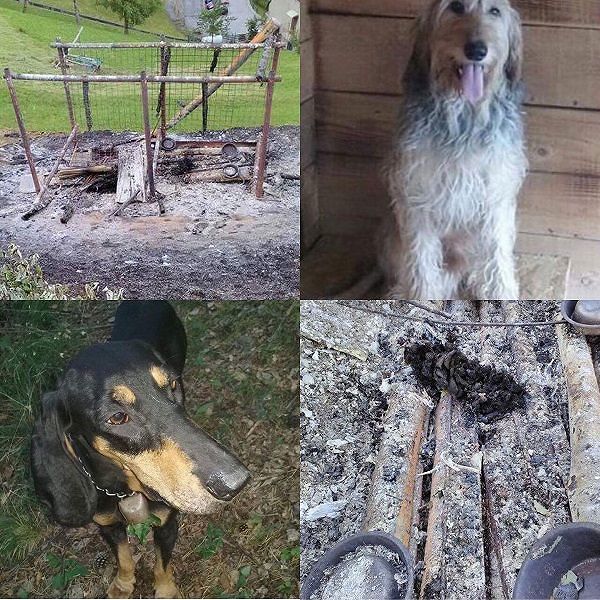 Orrore in Valtellina: Bobo e Lea bruciati vivi perché abbaiavano troppo