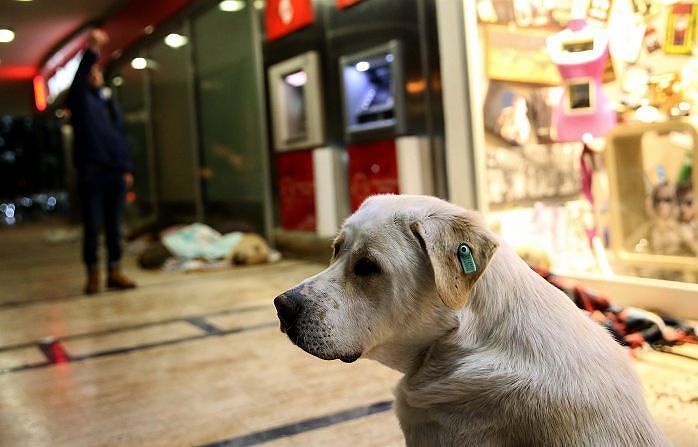 Cagliari, polemica sui cani al centro commerciale: “Bisognini e inciviltà, il fanatismo dei padroni”