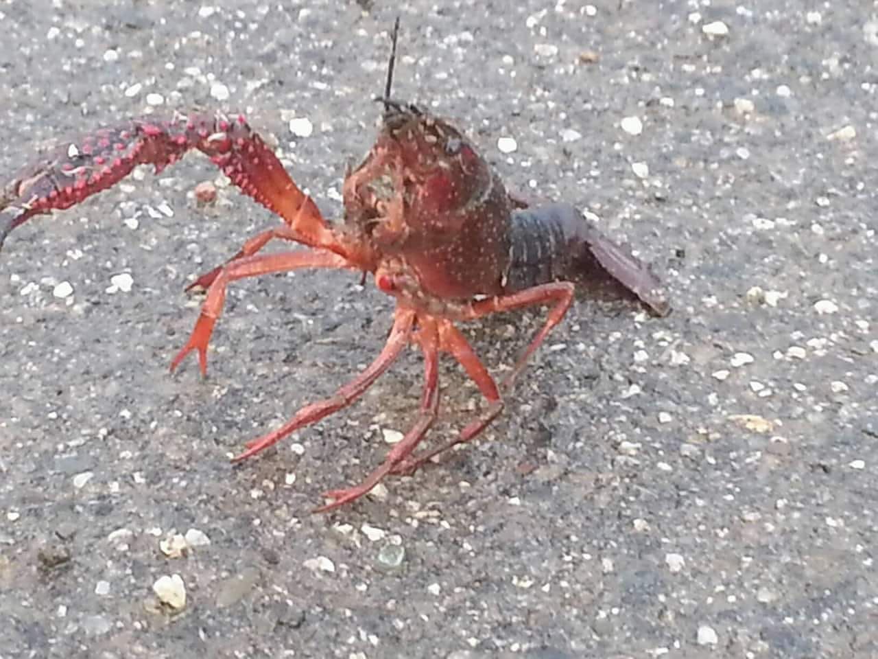 Paura ad Assemini per i gamberi killer: “Passeggiano tranquillamente per strada”