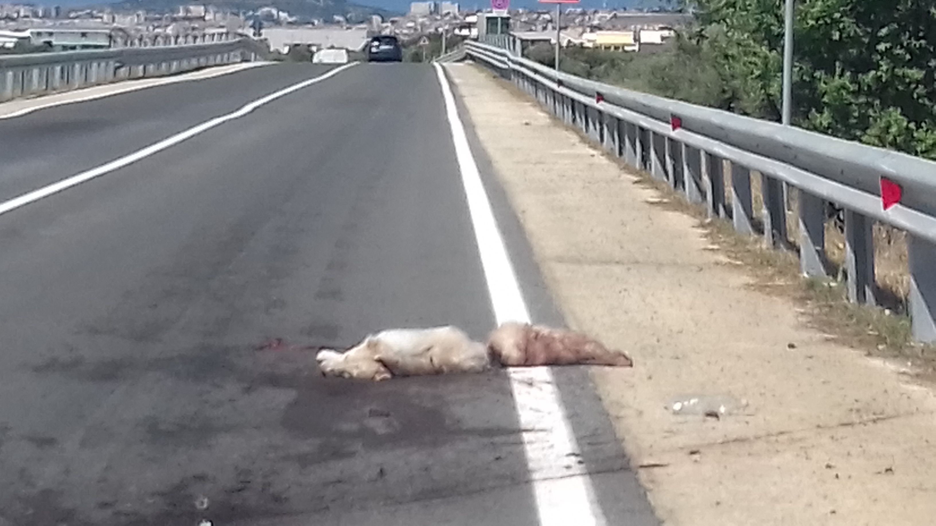 Perdonami se puoi…lettera ad un cagnetto bianco