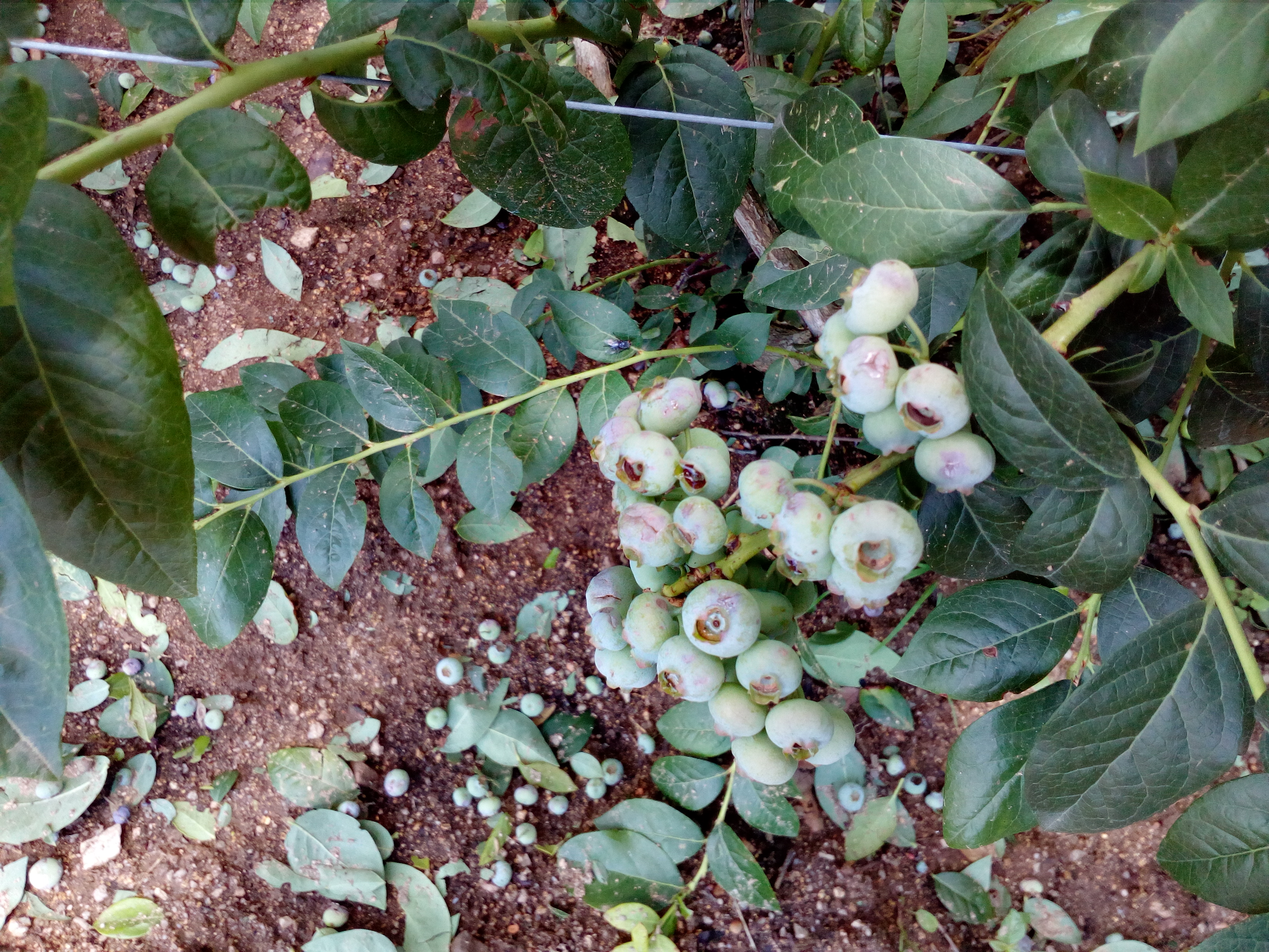 Coldiretti Sardegna: “La grandinata di domenica ha mandato ko i vigneti di Tempio”