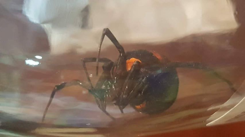 Argia a Sinnai: un escursionista cattura il ragno velenoso e lo mette in un vasetto