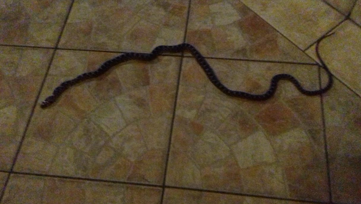Spunta un serpente dentro una casa di Pirri: “Che paura, tentava di morsicarmi”