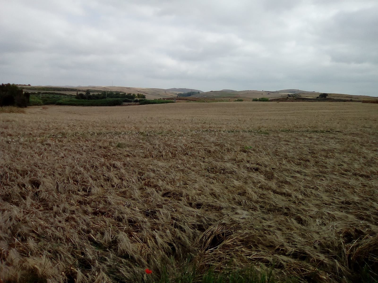 Cerealicoltura, è allarme: rischio estinzione per il grano sardo