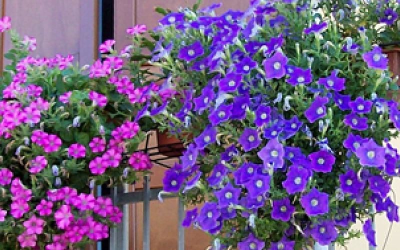 Cagliari, fiori gratis per tutti a San Michele: 3mila rose e ortensie