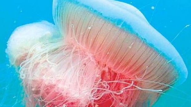 Meduse giganti presto sulle spiagge italiane? Arriva la super-medusa tornata dal passato