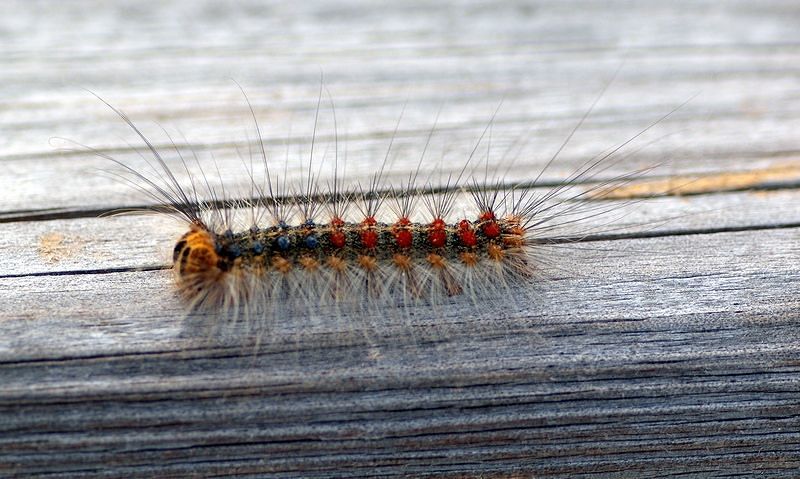 Allarme Lymantria in Sardegna, Cossa: “La Regione intervenga”