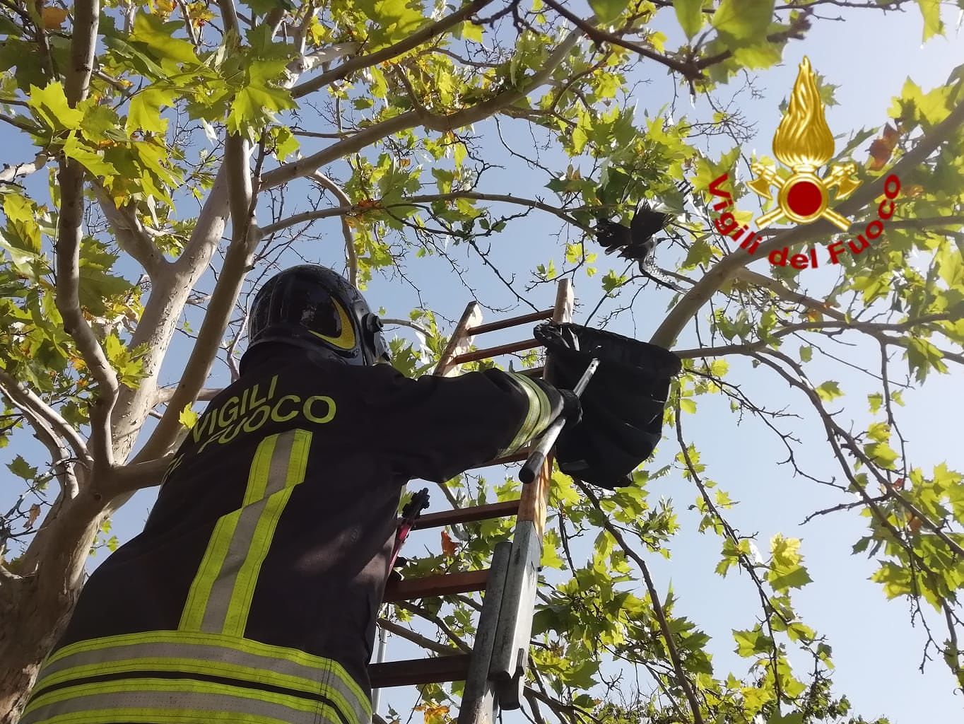 Monserrato, cornacchia ferita e incastrata tra i rami salvata dai vigili del fuoco