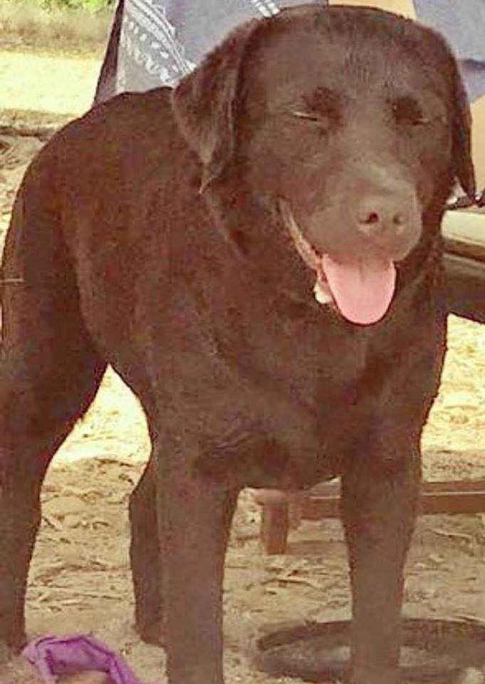 Cagliari, labrador smarrito a San Benedetto