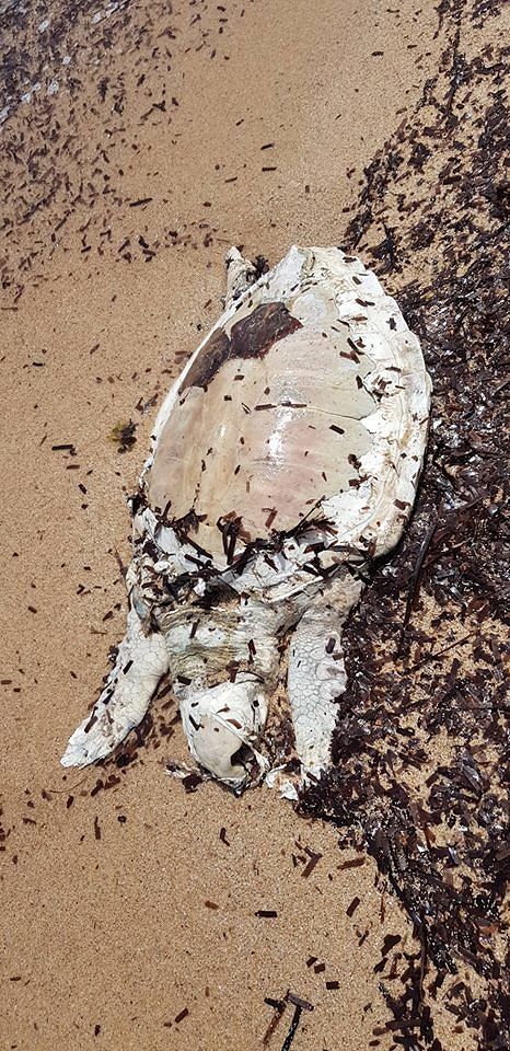 Tartaruga in spiaggia, trovata morta dai bagnanti a Santa Margherita