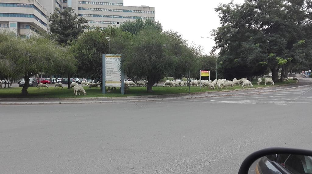 Le pecore “invadono” il Brotzu: il blitz del gregge nel più grande ospedale cagliaritano