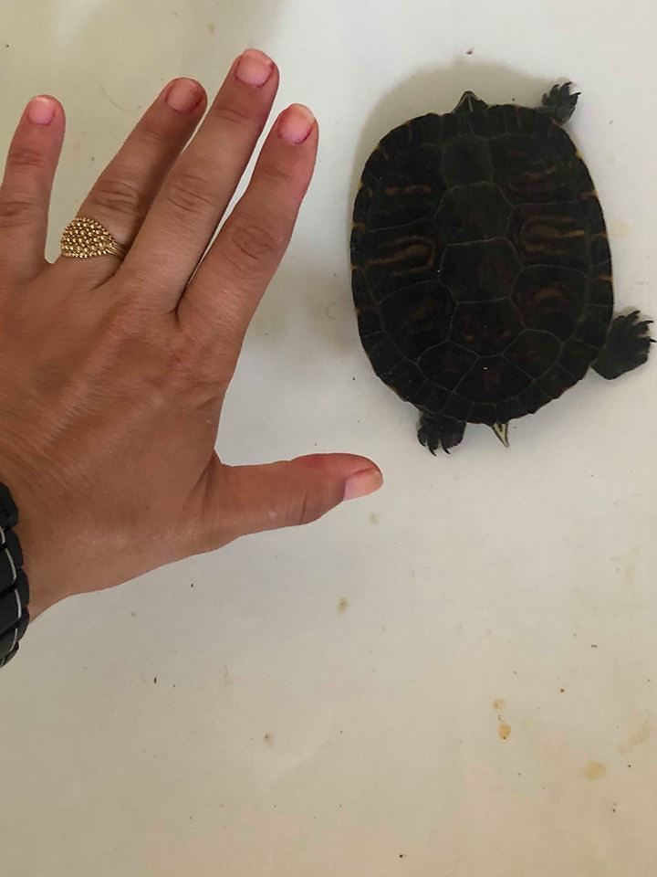 La cantante folk cagliaritana Veronica Pisano trova una tartaruga d’acqua al settimo piano