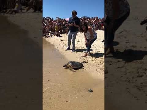 Nora, Pinna e Jules dopo mesi di cure tornano in mare: ecco l’emozionante video