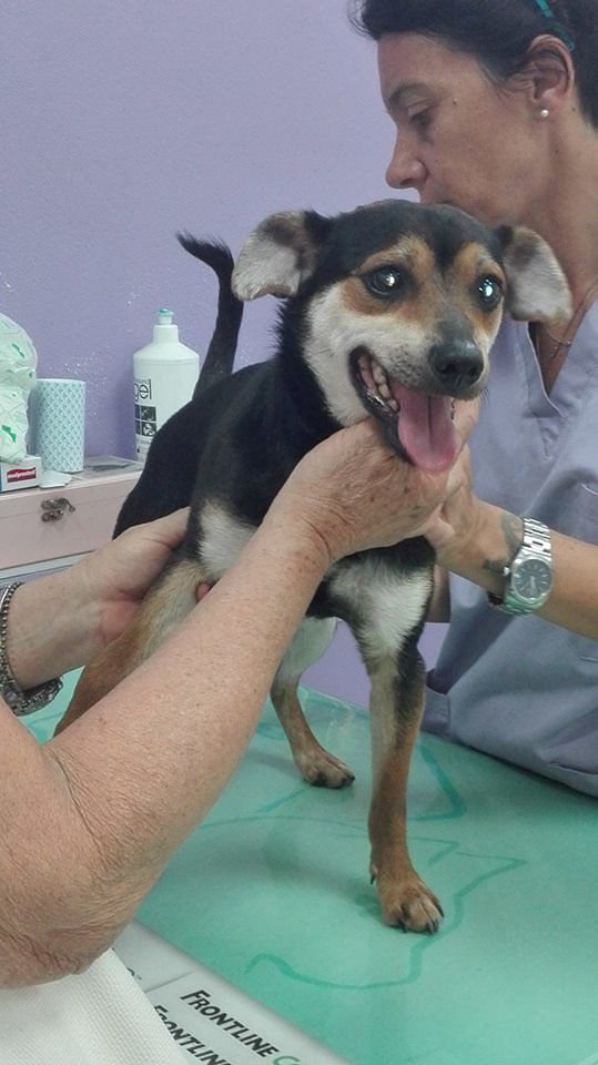 “Cagnetto lanciato da una macchina davanti al cimitero di Quartu: ha due fratture, aiutateci”