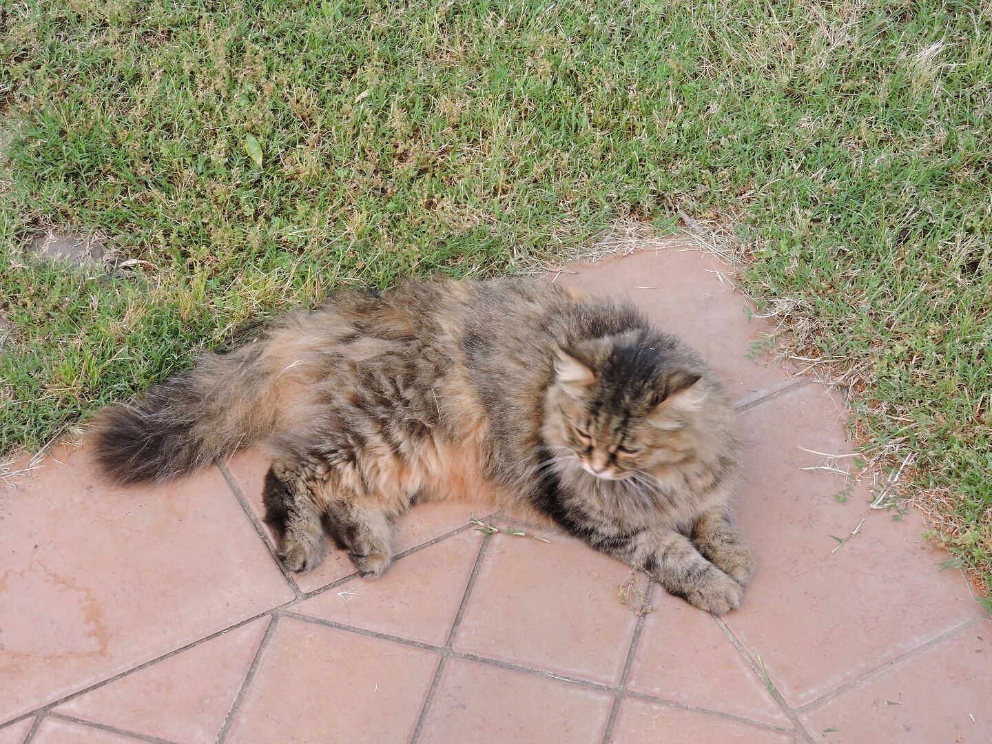 Sos a Capoterra: “Vi prego, sono disperata: aiutatemi a ritrovare la mia gattina smarrita”