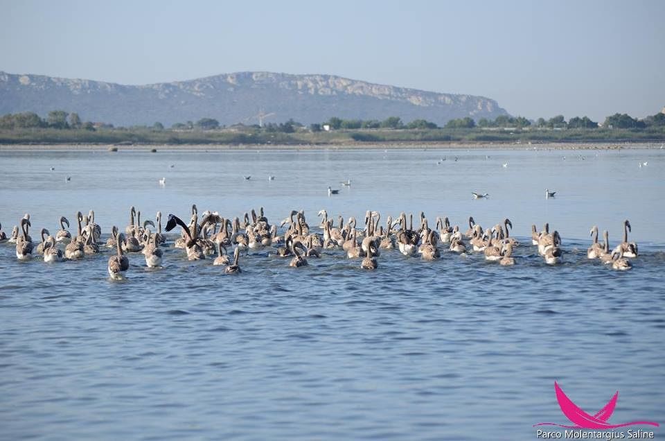 Oltre 140 pulli di fenicottero inanellati oggi al Parco di Molentargius-Saline