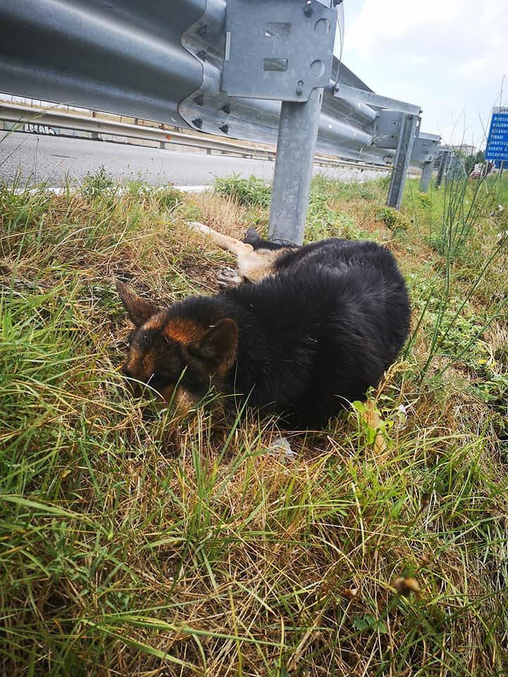 Il pastore tedesco scappato dal diluvio, terrorizzato in mezzo alla strada sulla 554: aiutiamolo!