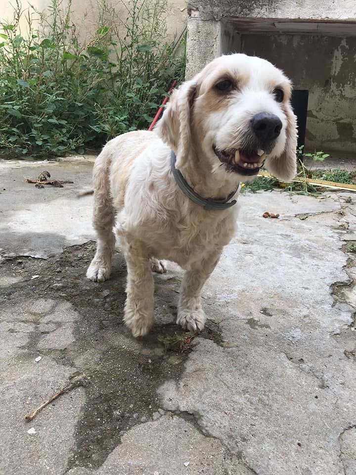 Elmas, la cagnetta fradicia smarrita e disperata: aiutiamola per non farla finire in canile!