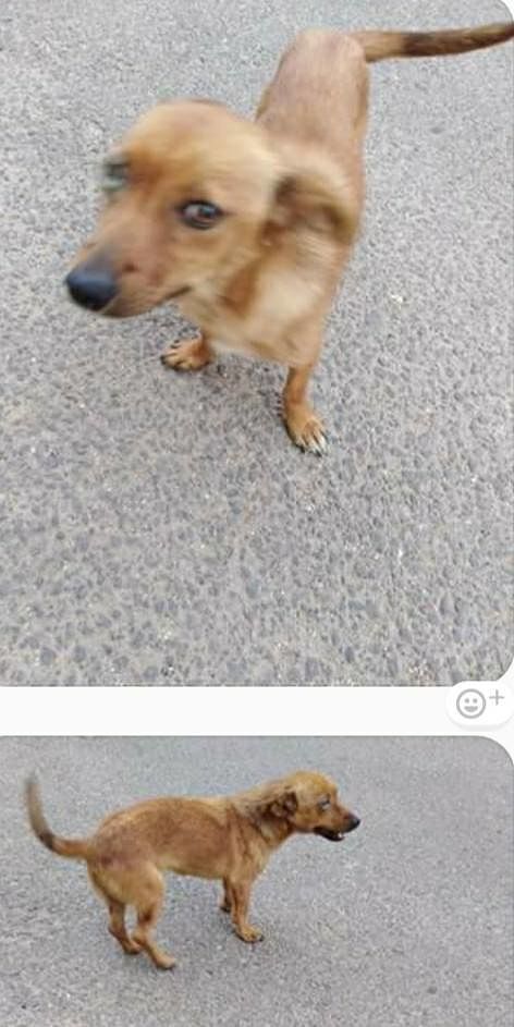 Cagnetto abbandonato in Sardegna e strapieno di zecche: sos  virale per aiutarlo