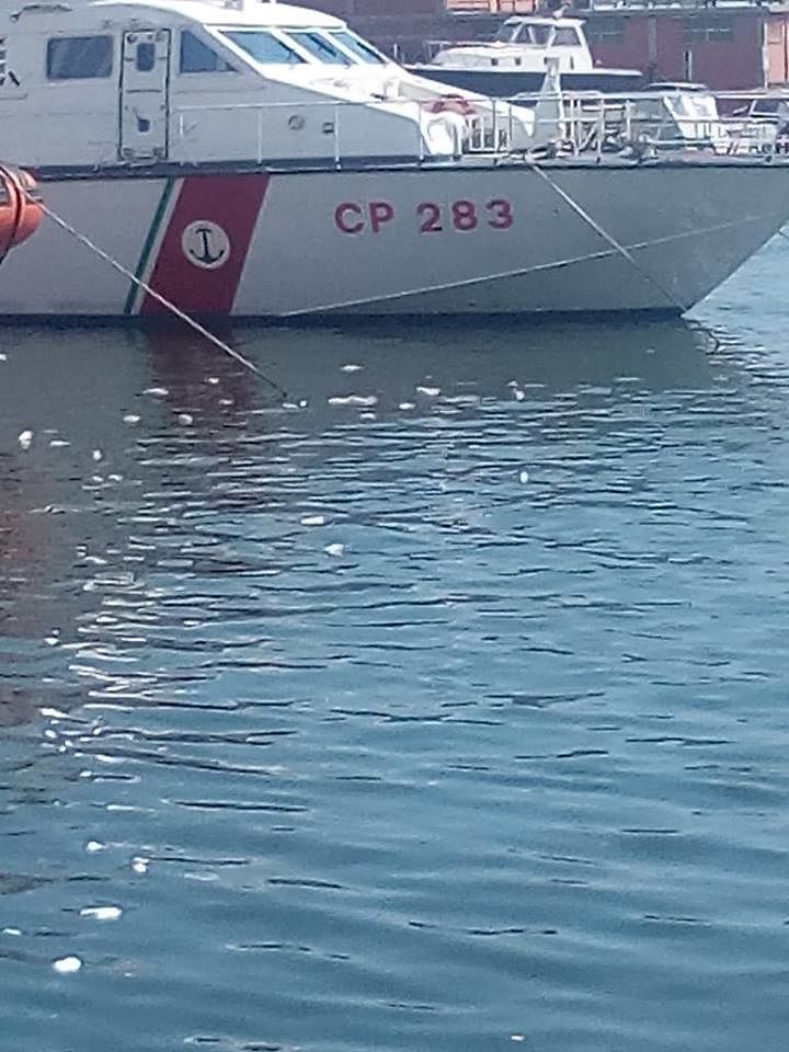Una impressionante moria di pesci nel porto di Cagliari, i turisti fotografano la strage di muggini