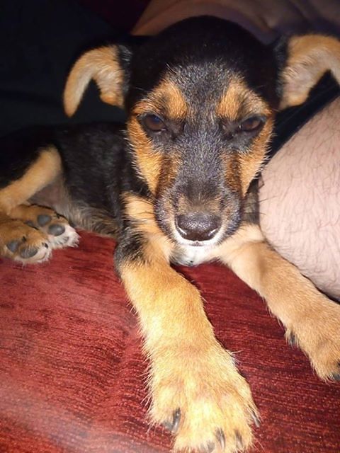 “Salvo, il cagnetto abbandonato sulla Sulcitana: così lo abbiamo salvato e poi adottato”