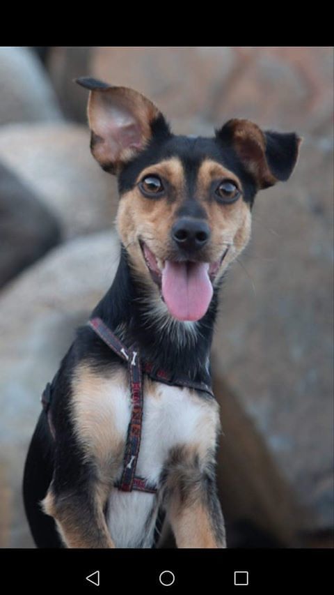 Ettore si è arreso: allarme rosso per una epidemia di gastroenterite tra i cani a Pirri e in tutta la Sardegna