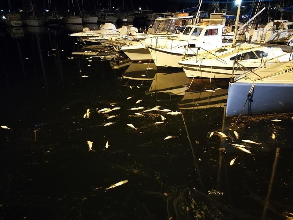 Cagliari, la notte amara dei muggini morti sul lungomare: la foto di Davide Loi a Su Siccu