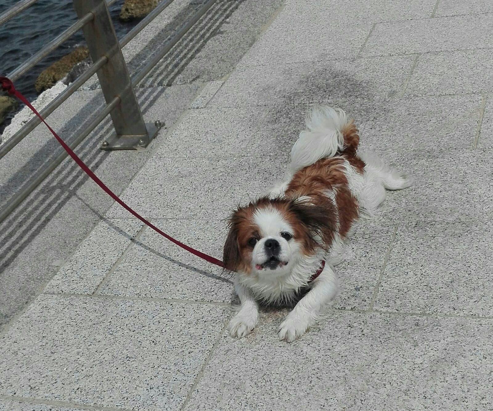 Nina, pechinese di 8 anni smarrita a Olia Speciosa