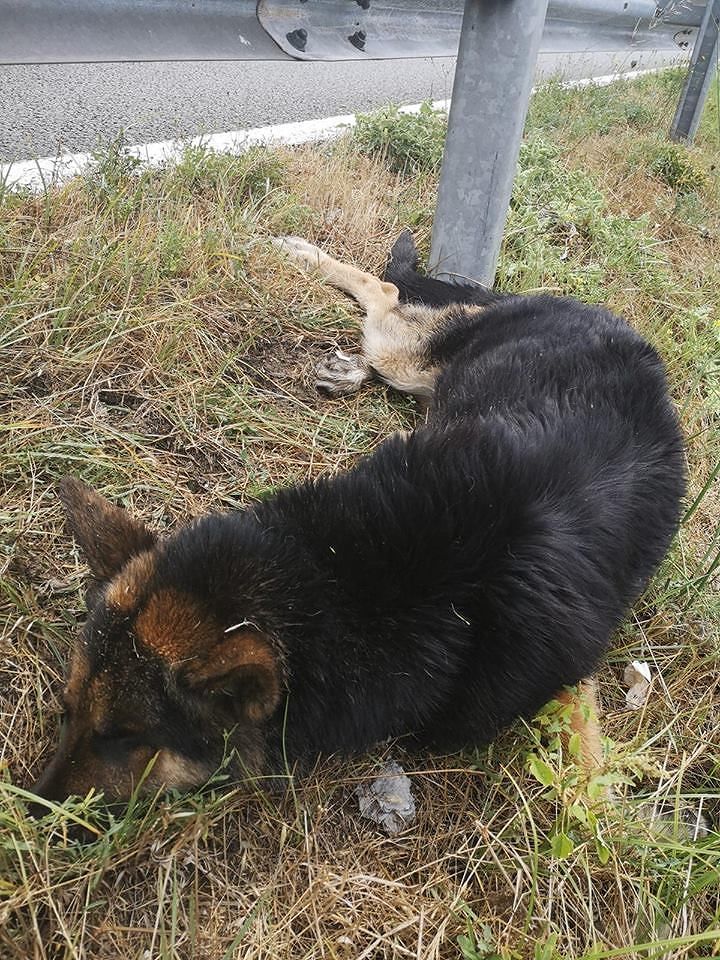 Il pastore tedesco smarrito sotto la pioggia sulla 554 non ce l’ha fatta, morto nell’indifferenza generale