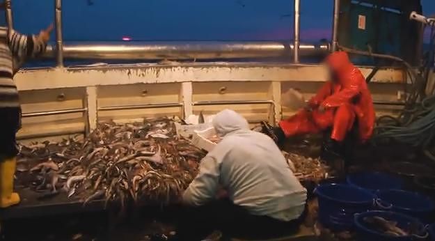 “Pesci in agonia e morti soffocati”, la denuncia degli animalisti al largo della Sardegna