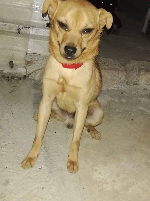 Assemini, dolce cagnetto abbandonato e denutrito: “È stato salvato, chi vuole adottarlo?”