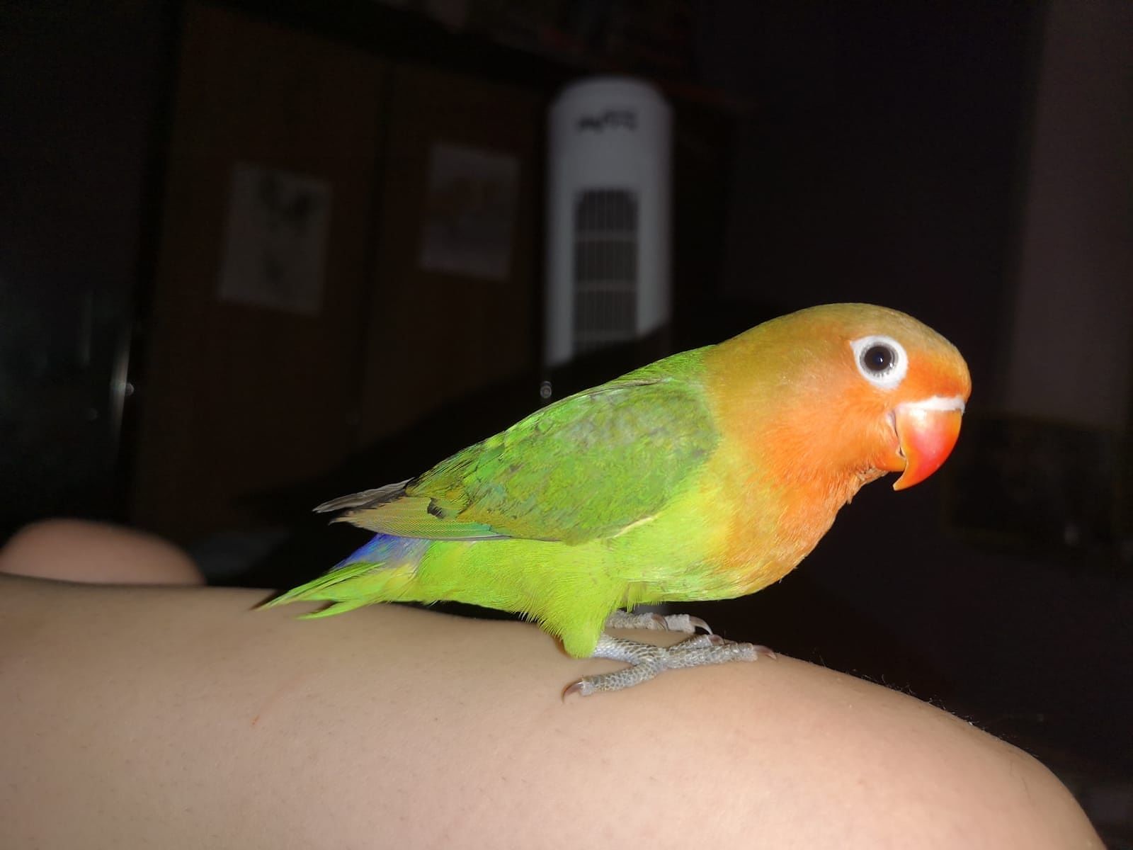 Pappagallino inseparabile smarrito a Carbonia: “Siamo disperati”