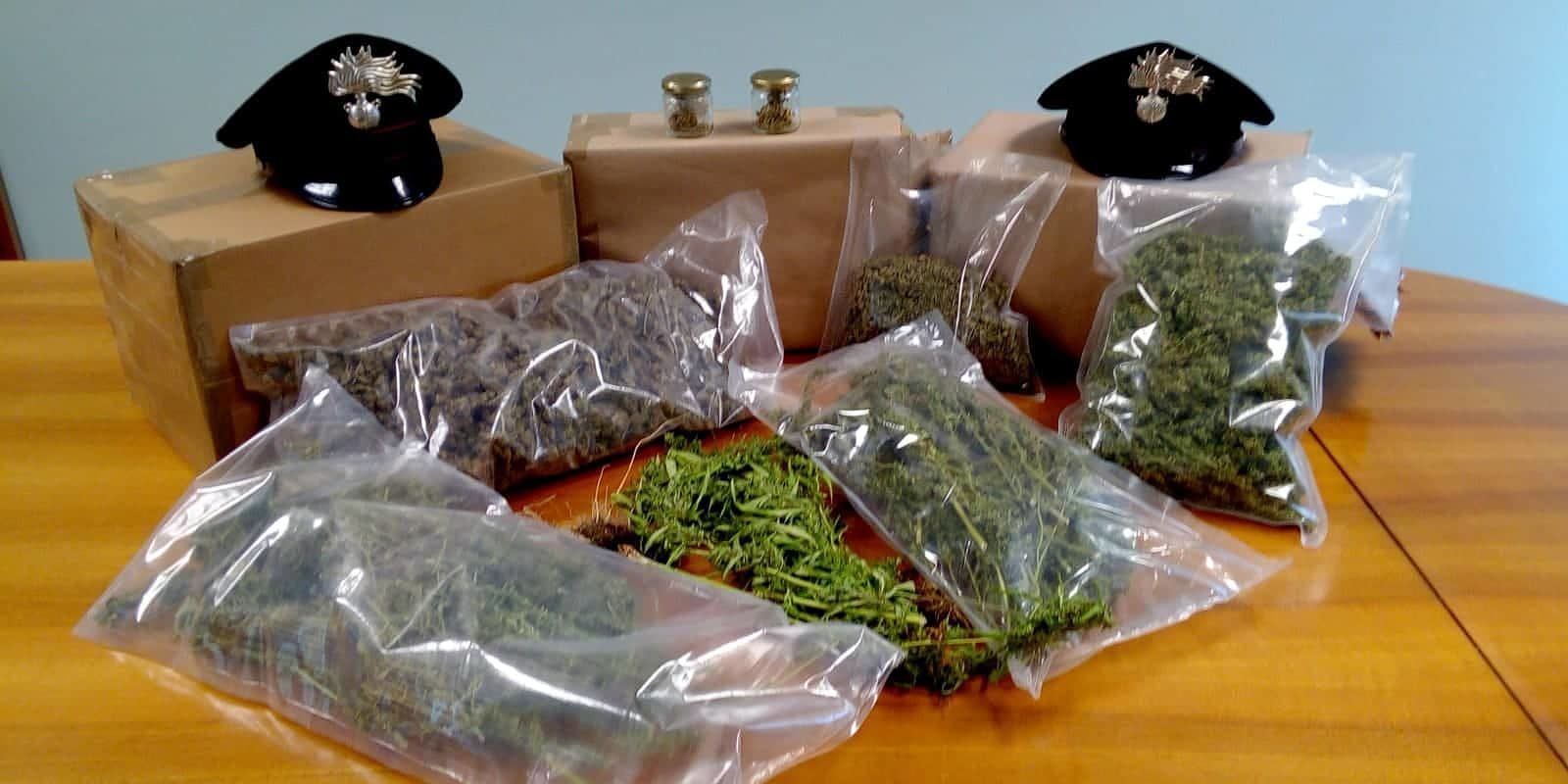 Quartu, scovata mega piantagione di cannabis. I proprietari: “E’ light. È legale”