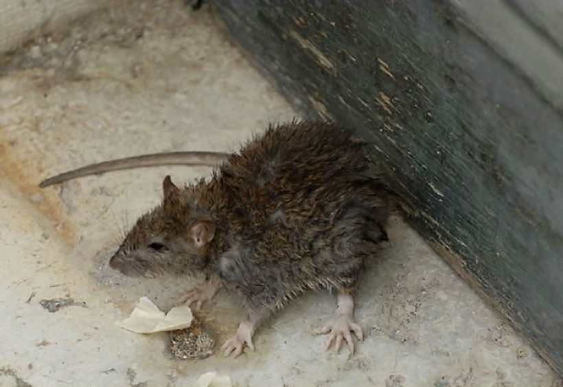 Quartu, invasione di topi al poliambulatorio: “Derattizzazione? No, vogliono mettere le trappole”