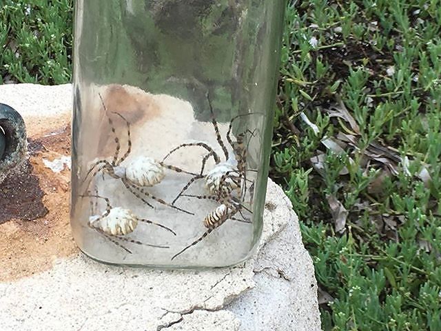 Ragno vespa, maxi invasione in Sardegna: “Tantissimi trovati nei giardini e nelle spiagge”