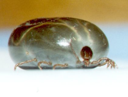 Zecche asiatiche “raccapriccianti” invadono gli Stati Uniti e portano malattie