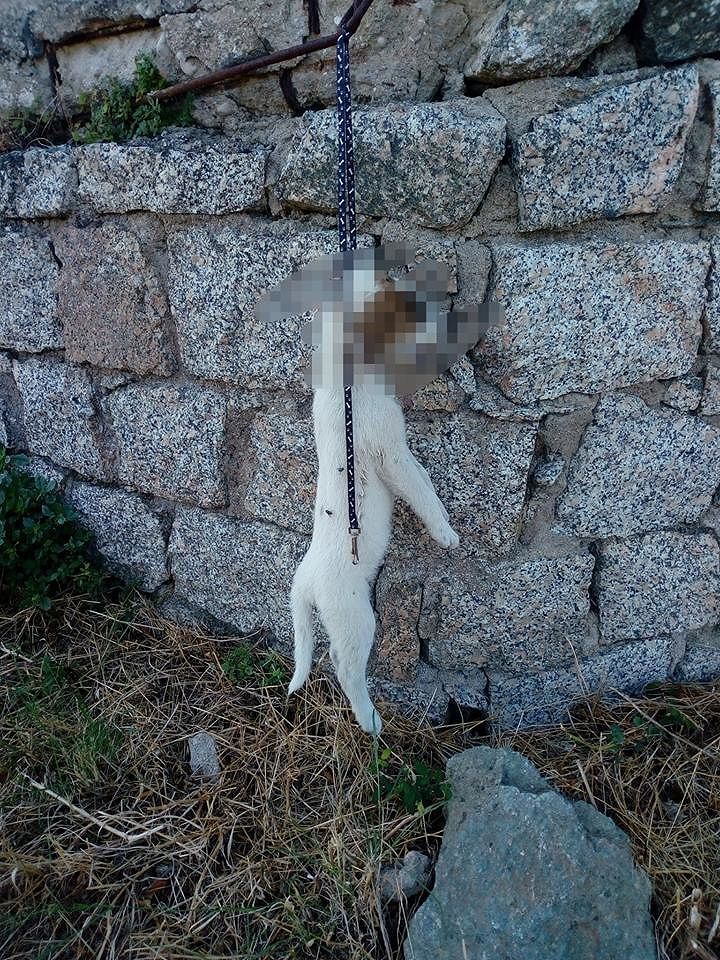 Orrore in Sardegna, dolce cagnetto trovato impiccato a un palo: “Assassini con la mente malata”