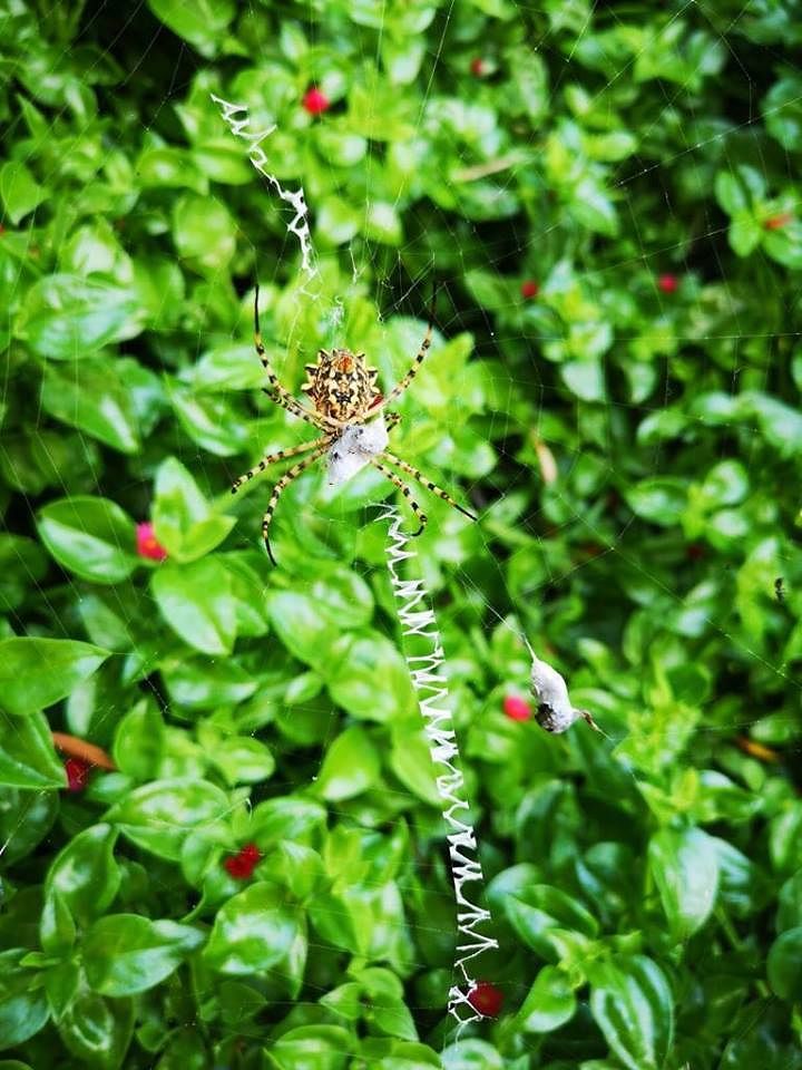 Ragno vespa, decine di avvistamenti nel Cagliaritano: “Eccolo qui a Cala Fighera”