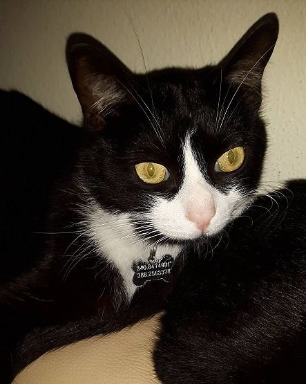 Felix si è smarrito a Sestu: ricompensa per chi lo riporta a casa