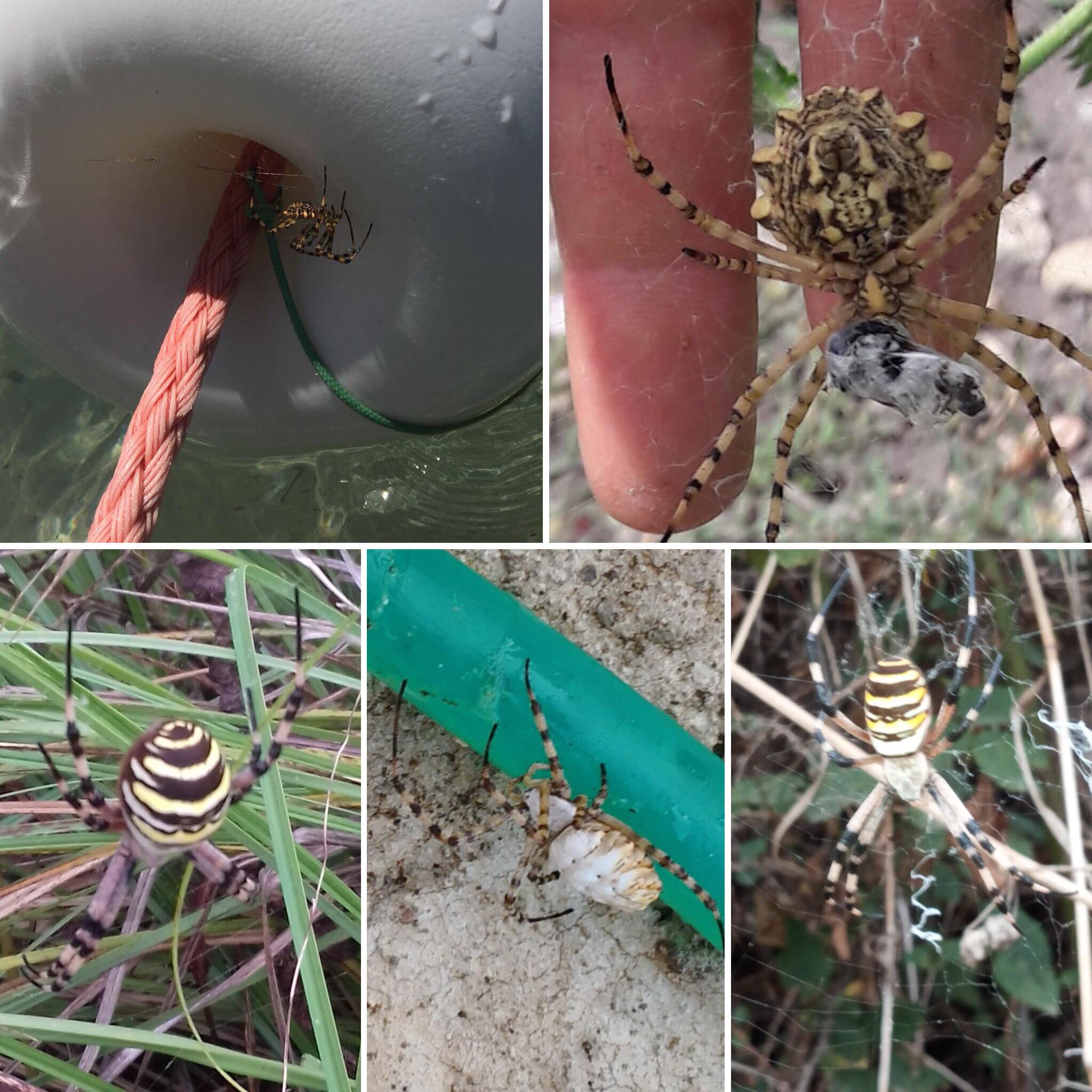 Ragno vespa, avvistamenti in serie: le foto dei nostri lettori da tutta la Sardegna