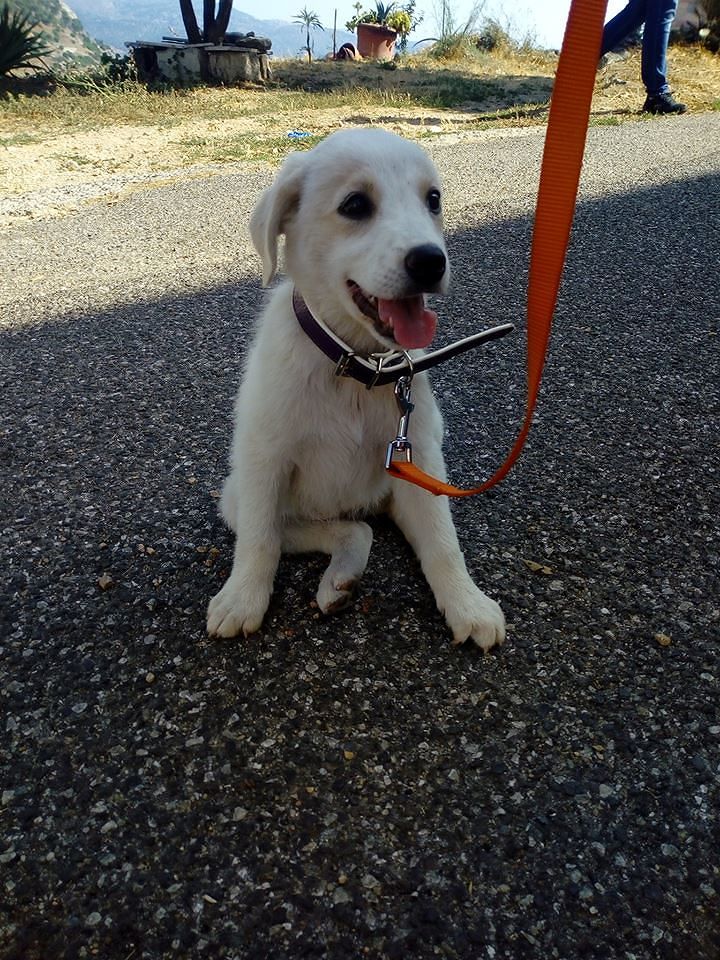 Orrore per il cagnetto impiccato a Nuoro, e ora c’è da salvare la sorellina Lola: aiutiamola!