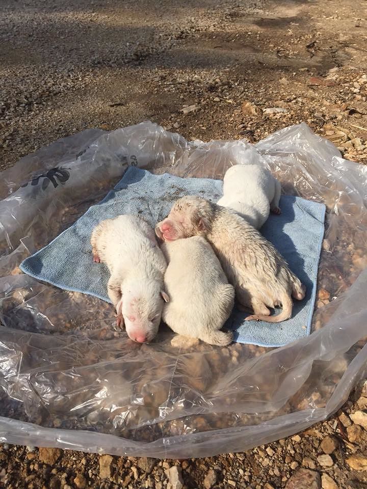 Segariu, quattro bellissimi cuccioli gettati in un fiume: sono salvi, si cercano balie