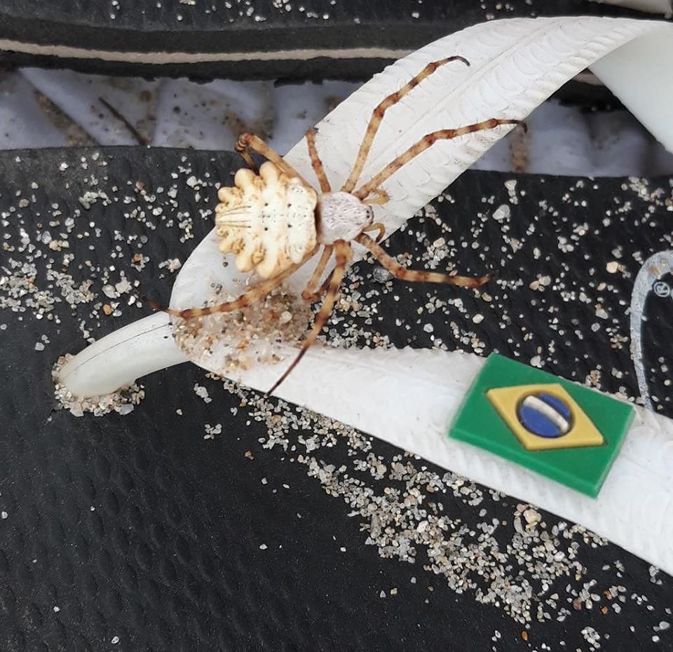 Ragno vespa, centinaia di avvistamenti in Sardegna: a Posada diventa “brasileiro”