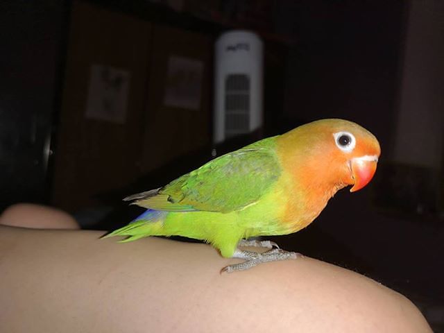 Scomparso il pappagallino Chopin a Carbonia, ricompensa di cento euro a chi lo ritrova