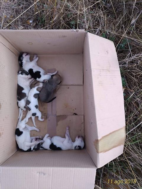 Maracalagonis, sei cuccioli abbandonati in uno scatolone: sos per poterli allattare