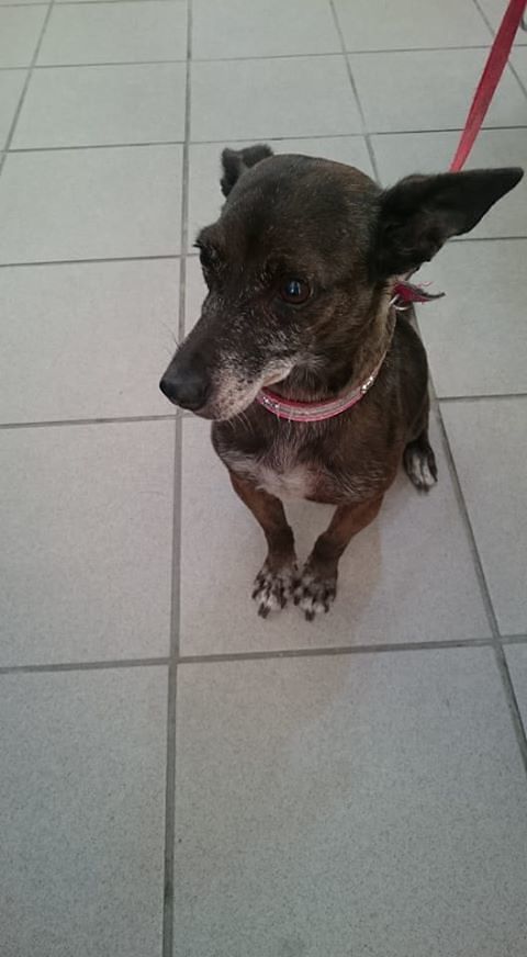 Monserrato, l’odissea senza risposte per salvare una cagnetta: “Nessuno ci ha aiutato”