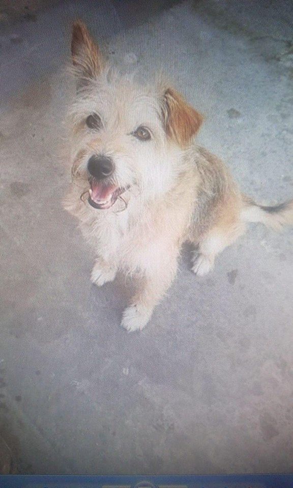 Piccola yorkshire soccorsa a Selargius: “Non ha microchip e vagava impaurita, di chi è?”