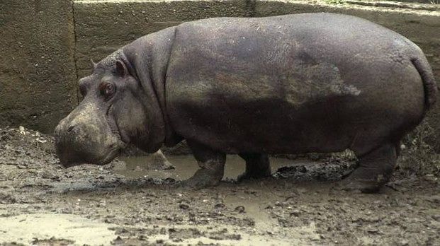 Ippopotamo attacca e uccide turista che tenta di fotografarlo: “È più letale del leone”