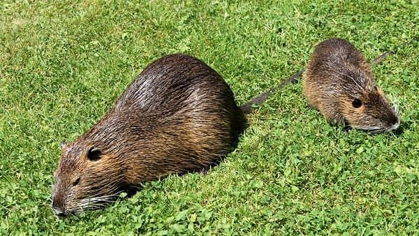 Nutrie a Cagliari, pienone anche a Molentargius: “Servono controlli per limitare le nascite”